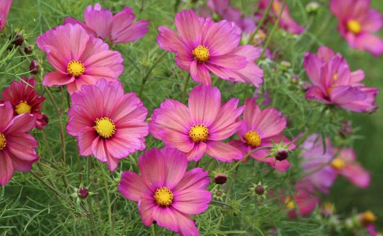 Cosmos Xsenia, Mexican Aster Xsenia, Cosmos Bipinnatus Xsenia, Terracotta Cosmos, Orange Cosmos