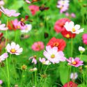 Cosmos, Cosmos Flower, Cosmos Flowers, Cosmos bipinnatus, Cosmos sulphureus, Cosmos atrosanguineus, Mexican Aster, Garden Cosmos, Yellow Cosmos, Sulfur Cosmos, Chocolate Cosmos