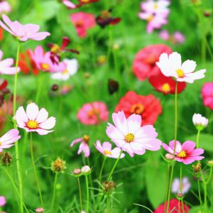 Cosmos, Cosmos Flower, Cosmos Flowers, Cosmos bipinnatus, Cosmos sulphureus, Cosmos atrosanguineus, Mexican Aster, Garden Cosmos, Yellow Cosmos, Sulfur Cosmos, Chocolate Cosmos