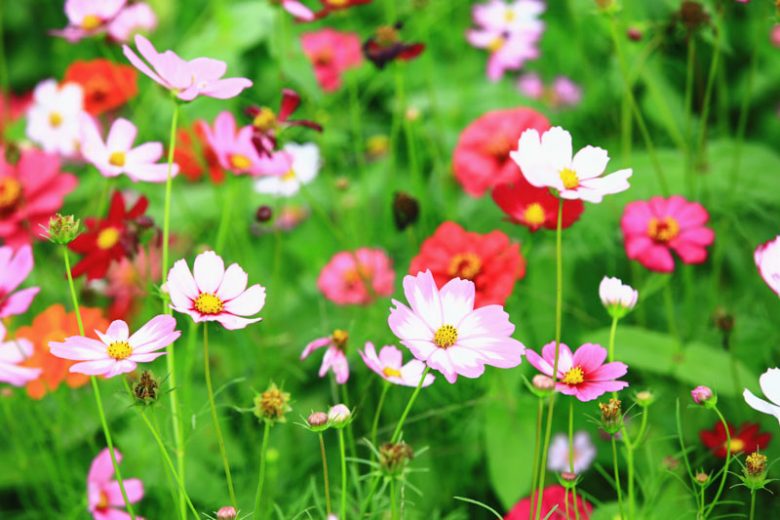 Cosmos, Cosmos Flower, Cosmos Flowers, Cosmos bipinnatus, Cosmos sulphureus, Cosmos atrosanguineus, Mexican Aster, Garden Cosmos, Yellow Cosmos, Sulfur Cosmos, Chocolate Cosmos