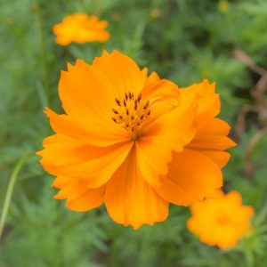 Cosmos Sulphureus 'Bright Lights', Yellow cosmos Bright Lights, Orange Cosmos Bright Lights, Sulphur Cosmos Bright Lights