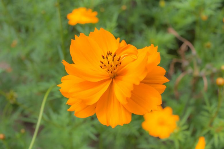 Cosmos Sulphureus 'Bright Lights', Yellow cosmos Bright Lights, Orange Cosmos Bright Lights, Sulphur Cosmos Bright Lights