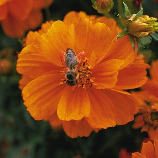 Cosmos Sulphureus 'Cosmic Orange', Yellow cosmos Cosmic Orange, Orange Cosmos Cosmic Orange