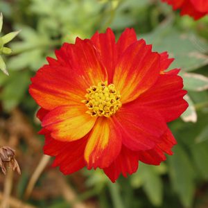 Cosmos Sulphureus 'Cosmic Red', Yellow cosmos Cosmic Red, Orange Cosmos Cosmic Red, Sulphur  Cosmos Cosmic Red