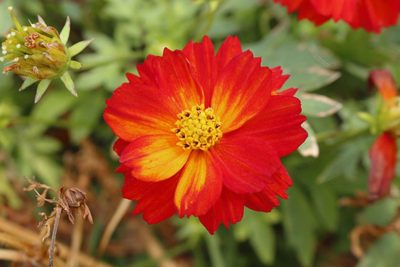 Cosmos Sulphureus 'Cosmic Red', Yellow cosmos Cosmic Red, Orange Cosmos Cosmic Red, Sulphur  Cosmos Cosmic Red