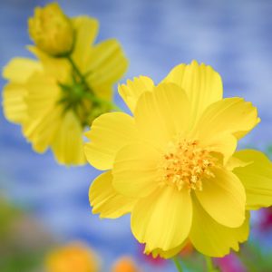Cosmos Sulphureus 'Cosmic Yellow', Yellow cosmos Cosmic Yellow, Orange Cosmos Cosmic Yellow, Sulphur  Cosmos Cosmic Yellow