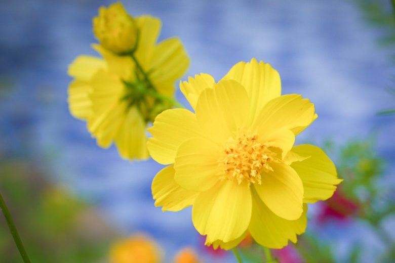 Cosmos Sulphureus 'Cosmic Yellow', Yellow cosmos Cosmic Yellow, Orange Cosmos Cosmic Yellow, Sulphur  Cosmos Cosmic Yellow