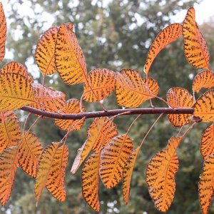 Cotinus Grace, Smokebush 'Grace', Smoketree 'Grace', Eurasian Smokebush 'Grace', Smoke Bush 'Grace', Smoke Tree 'Grace', Rhus Cotinus 'Grace', Deciduous Shrubs, Foliage, Fall color