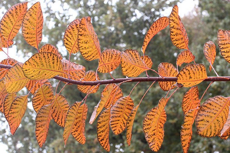 Cotinus Grace, Smokebush 'Grace', Smoketree 'Grace', Eurasian Smokebush 'Grace', Smoke Bush 'Grace', Smoke Tree 'Grace', Rhus Cotinus 'Grace', Deciduous Shrubs, Foliage, Fall color