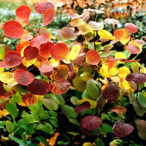 Cotinus coggygria 'Golden Spirit', Smokebush 'Golden Spirit', Smoketree 'Golden Spirit', Eurasian Smokebush 'Golden Spirit', Smoke Bush 'Golden Spirit', Smoke Tree 'Golden Spirit', Rhus Cotinus 'Golden Spirit', Cotinus coggygria 'Ancot', Deciduous Shrubs, Foliage, Fall color