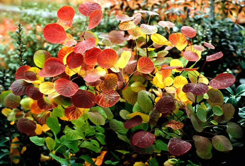 Cotinus coggygria 'Golden Spirit', Smokebush 'Golden Spirit', Smoketree 'Golden Spirit', Eurasian Smokebush 'Golden Spirit', Smoke Bush 'Golden Spirit', Smoke Tree 'Golden Spirit', Rhus Cotinus 'Golden Spirit', Cotinus coggygria 'Ancot', Deciduous Shrubs, Foliage, Fall color
