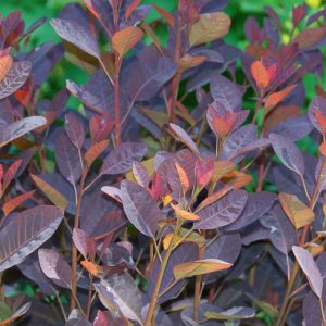 Cotinus coggygria 'Velvet Cloak', Smokebush 'Velvet Cloak', Smoketree 'Velvet Cloak', Eurasian Smokebush 'Velvet Cloak', Smoke Bush 'Velvet Cloak', Smoke Tree 'Velvet Cloak', Rhus Cotinus 'Velvet Cloak', Deciduous Shrubs, Foliage, Fall color