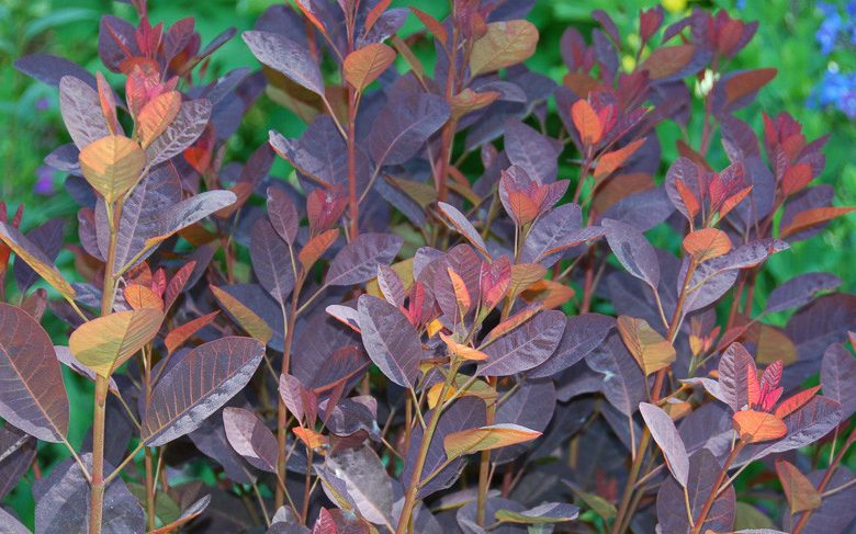 Cotinus coggygria 'Velvet Cloak', Smokebush 'Velvet Cloak', Smoketree 'Velvet Cloak', Eurasian Smokebush 'Velvet Cloak', Smoke Bush 'Velvet Cloak', Smoke Tree 'Velvet Cloak', Rhus Cotinus 'Velvet Cloak', Deciduous Shrubs, Foliage, Fall color