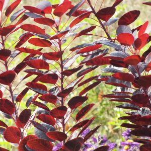 Cotinus Coggygria, Cotinus, Smokebush, Smoketree, Eurasian Smokebush, Smoke Bush, Smoke Tree, Deciduous Shrubs, Foliage, Fall color