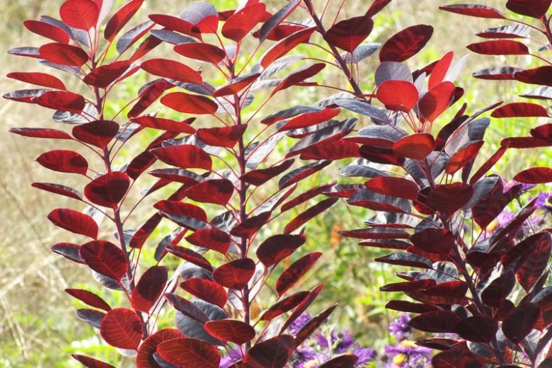 Cotinus Coggygria, Cotinus, Smokebush, Smoketree, Eurasian Smokebush, Smoke Bush, Smoke Tree, Deciduous Shrubs, Foliage, Fall color