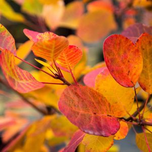 Cotinus coggygria 'Young Lady', Smokebush 'Young Lady', Smoketree 'Young Lady', Eurasian Smokebush 'Young Lady', Smoke Bush 'Young Lady', Smoke Tree 'Young Lady', Cotinus 'Young Lady'