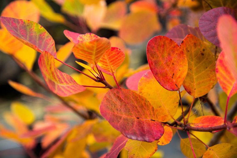 Cotinus coggygria 'Young Lady', Smokebush 'Young Lady', Smoketree 'Young Lady', Eurasian Smokebush 'Young Lady', Smoke Bush 'Young Lady', Smoke Tree 'Young Lady', Cotinus 'Young Lady'