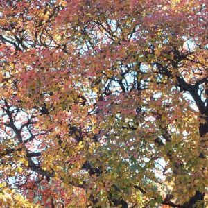 Cotinus obovatus, American Smoke Tree, Texas Smoke Tree, Wild Smoke Tree, Smoke Tree, Smokebush, Chittamwood, Cotinus americanus