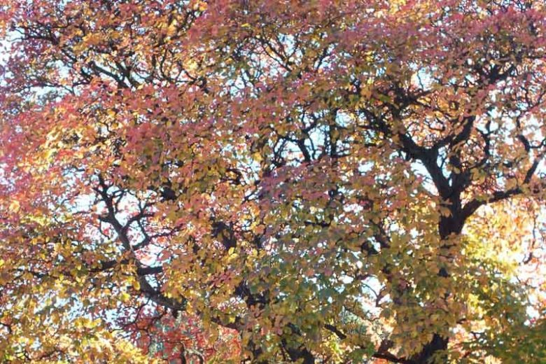 Cotinus obovatus, American Smoke Tree, Texas Smoke Tree, Wild Smoke Tree, Smoke Tree, Smokebush, Chittamwood, Cotinus americanus