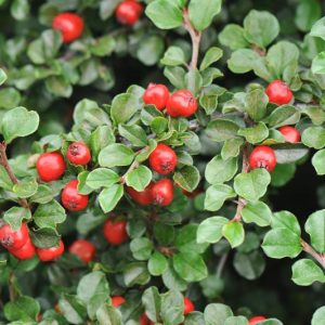 Cotoneaster apiculatus, Cranberry Cotoneaster, Deciduous Shrub, Hardy Shrub, Shrub with berries, Red Berries, Groundcover