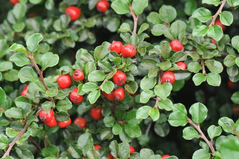 Cotoneaster apiculatus, Cranberry Cotoneaster, Deciduous Shrub, Hardy Shrub, Shrub with berries, Red Berries, Groundcover