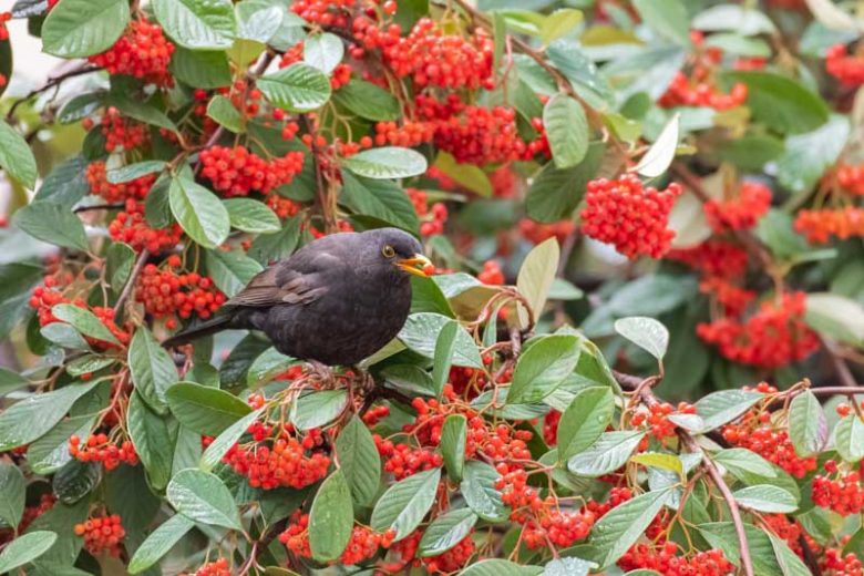 Cotoneaster lacteus, Late Cotoneaster, Parney Cotoneaster, Milk Flower Cotoneaster, Arching Cotoneaster, Evergreen Shrub, Hardy Shrub, Shrub with berries, Red Berries,