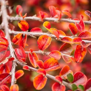 Cotoneaster lucidus, Hedge Cotoneaster, Shiny Cotoneaster, Evergreen Shrub, Hardy Shrub, Shrub with berries, Red Berries,