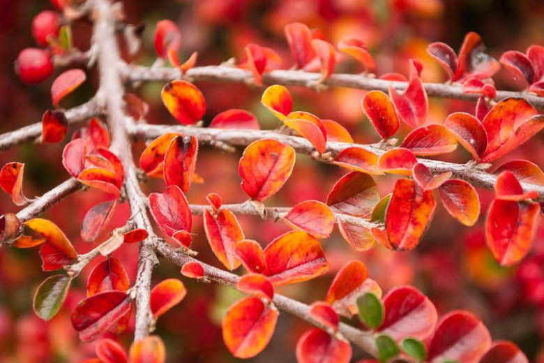 Cotoneaster lucidus, Hedge Cotoneaster, Shiny Cotoneaster, Evergreen Shrub, Hardy Shrub, Shrub with berries, Red Berries,