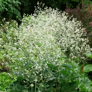 Crambe cordifolia, Flowering Sea Kale, Heart-Leaved Colewort, Greater Sea Kale, white flowers