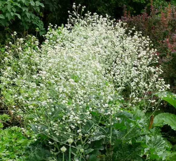 Crambe cordifolia, Flowering Sea Kale, Heart-Leaved Colewort, Greater Sea Kale, white flowers