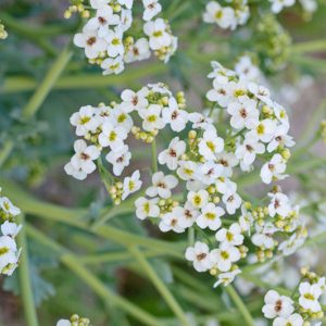 Crambe maritima, Sea Kale, Sea Cabbage, Sea Colewort, Seakale, white flowers