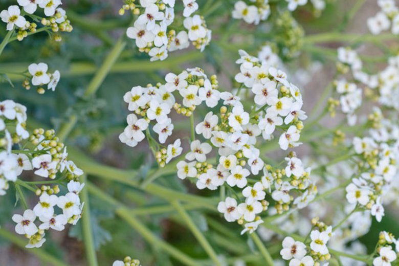 Crambe maritima, Sea Kale, Sea Cabbage, Sea Colewort, Seakale, white flowers