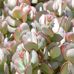 Crassula arborescens,Silver Jade Plant, African Rubber Plant, Brazilian Rubber Plant, Chinese Jade, Chinese Rubber Plant, House Oak, Jade Tree, Japanese Rubber Plant, Persian Rubber Plant, Silver Dollar, Tongue-Leaf Milk Plant, Tree Purslane