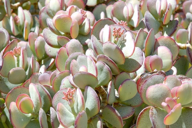 Crassula arborescens,Silver Jade Plant, African Rubber Plant, Brazilian Rubber Plant, Chinese Jade, Chinese Rubber Plant, House Oak, Jade Tree, Japanese Rubber Plant, Persian Rubber Plant, Silver Dollar, Tongue-Leaf Milk Plant, Tree Purslane