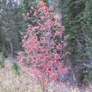 Crataegus douglasii, Black Hawthorn, Crataegus columbiana, Crataegus douglasii var. douglasii, Red fruit, red berries, Winter fruits, White flowers,
