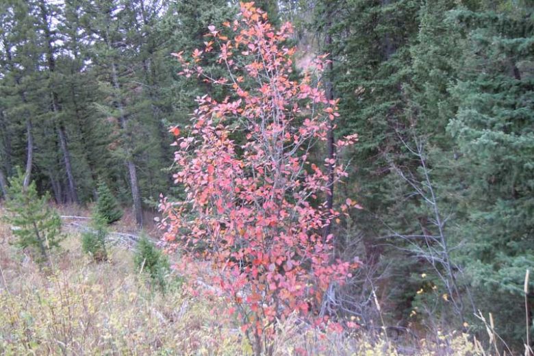 Crataegus douglasii, Black Hawthorn, Crataegus columbiana, Crataegus douglasii var. douglasii, Red fruit, red berries, Winter fruits, White flowers,