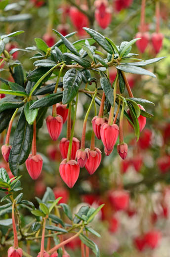 Lantern Tree, Chile Lantern Tree, Tricuspidaria Hookerianum, red flowers, Mediterranean Shrub, evergreen shrub