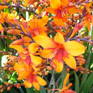 Crocosmia Bright Eyes, montbretia Bright Eyes, Coppertips Bright Eyes, Falling Stars Bright Eyes, Red Crocosmia, Orange Croscosmia