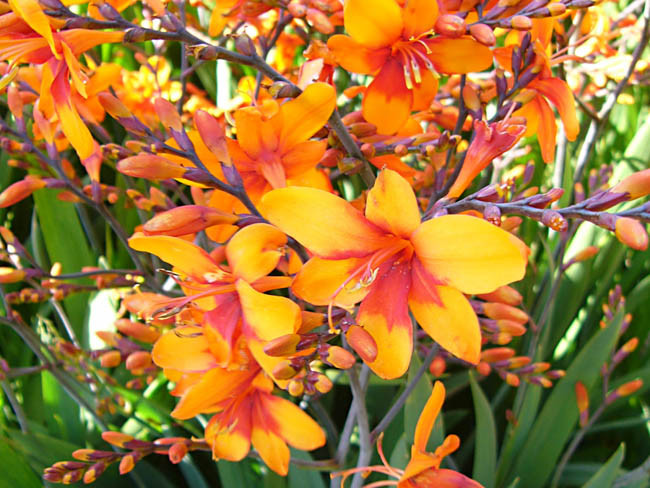 Crocosmia Bright Eyes, montbretia Bright Eyes, Coppertips Bright Eyes, Falling Stars Bright Eyes, Red Crocosmia, Orange Croscosmia