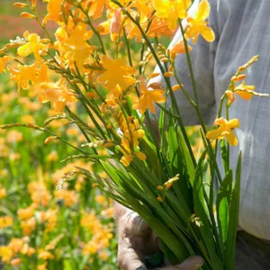 Crocosmia × Crocosmiiflora 'Columbus', Crocosmia 'Columbus', Montbretia 'Columbus', Coppertips 'Columbus', Falling Stars 'Columbus', Crocosmia x crocosmiiflora 'Queen Mary II', Yellow Crocosmia