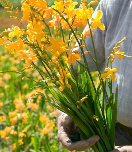 Crocosmia × Crocosmiiflora 'Columbus', Crocosmia 'Columbus', Montbretia 'Columbus', Coppertips 'Columbus', Falling Stars 'Columbus', Crocosmia x crocosmiiflora 'Queen Mary II', Yellow Crocosmia