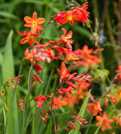 Crocosmia × Crocosmiiflora 'Carmin Brillant', Montbretia 'Carmin Brilliant', Crocosmia × crocosmiiflora 'James Coey', Crocosmia 'Carmin Brilliant, Crocosmia 'James Coey', Crocosmia 'Carmine Brilliant', AGM crocosmia