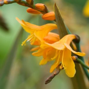 Crocosmia × Crocosmiiflora 'Solfatare', Montbretia 'Solfatare', Crocosmia x crocosmiiflora 'Solfaterre', Crocosmia 'Solfatare', Crocosmia 'Solfaterre', Montebretia 'Solfaterre', Yellow crocosmia