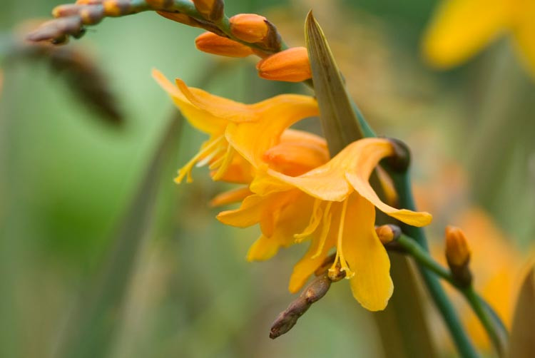 Crocosmia × Crocosmiiflora 'Solfatare', Montbretia 'Solfatare', Crocosmia x crocosmiiflora 'Solfaterre', Crocosmia 'Solfatare', Crocosmia 'Solfaterre', Montebretia 'Solfaterre', Yellow crocosmia