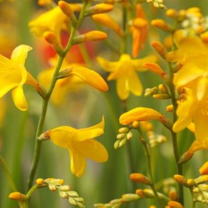 Crocosmia × Crocosmiiflora 'Honey Angels', Crocosmia 'Honey Angels', Montbretia 'Honey Angels', Coppertips 'Honey Angels', Falling Stars 'Honey Angels', Yellow Crocosmia, Yellow Montbretia