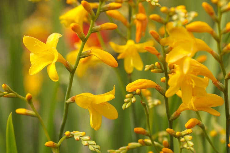 Crocosmia × Crocosmiiflora 'Honey Angels', Crocosmia 'Honey Angels', Montbretia 'Honey Angels', Coppertips 'Honey Angels', Falling Stars 'Honey Angels', Yellow Crocosmia, Yellow Montbretia