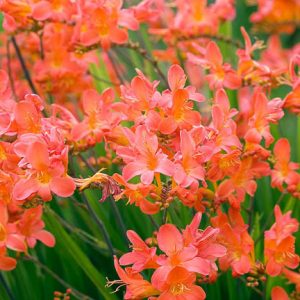 Crocosmia Limpopo, montbretia Limpopo, Coppertips Limpopo, Falling Stars Limpopo, Red Crocosmia, Orange Croscosmia, Peach Crocosmia, Coral Crocosmia, Crocosmia x crocosmiiflora 'Limpopo'