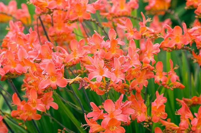 Crocosmia Limpopo, montbretia Limpopo, Coppertips Limpopo, Falling Stars Limpopo, Red Crocosmia, Orange Croscosmia, Peach Crocosmia, Coral Crocosmia, Crocosmia x crocosmiiflora 'Limpopo'