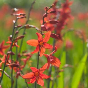 Crocosmia Babylon, Montbretia Babylon, Crocosmia crocosmiiflora Babylon, Coppertips Babylon, Falling Stars Babylon