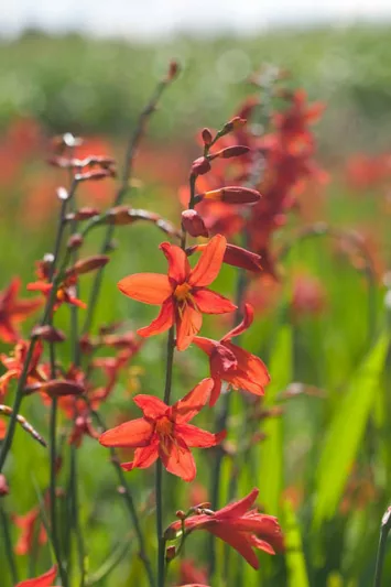 Crocosmia Babylon, Montbretia Babylon, Crocosmia crocosmiiflora Babylon, Coppertips Babylon, Falling Stars Babylon
